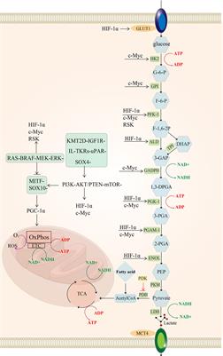 Metabolism heterogeneity in melanoma fuels deactivation of immunotherapy: Predict before protect